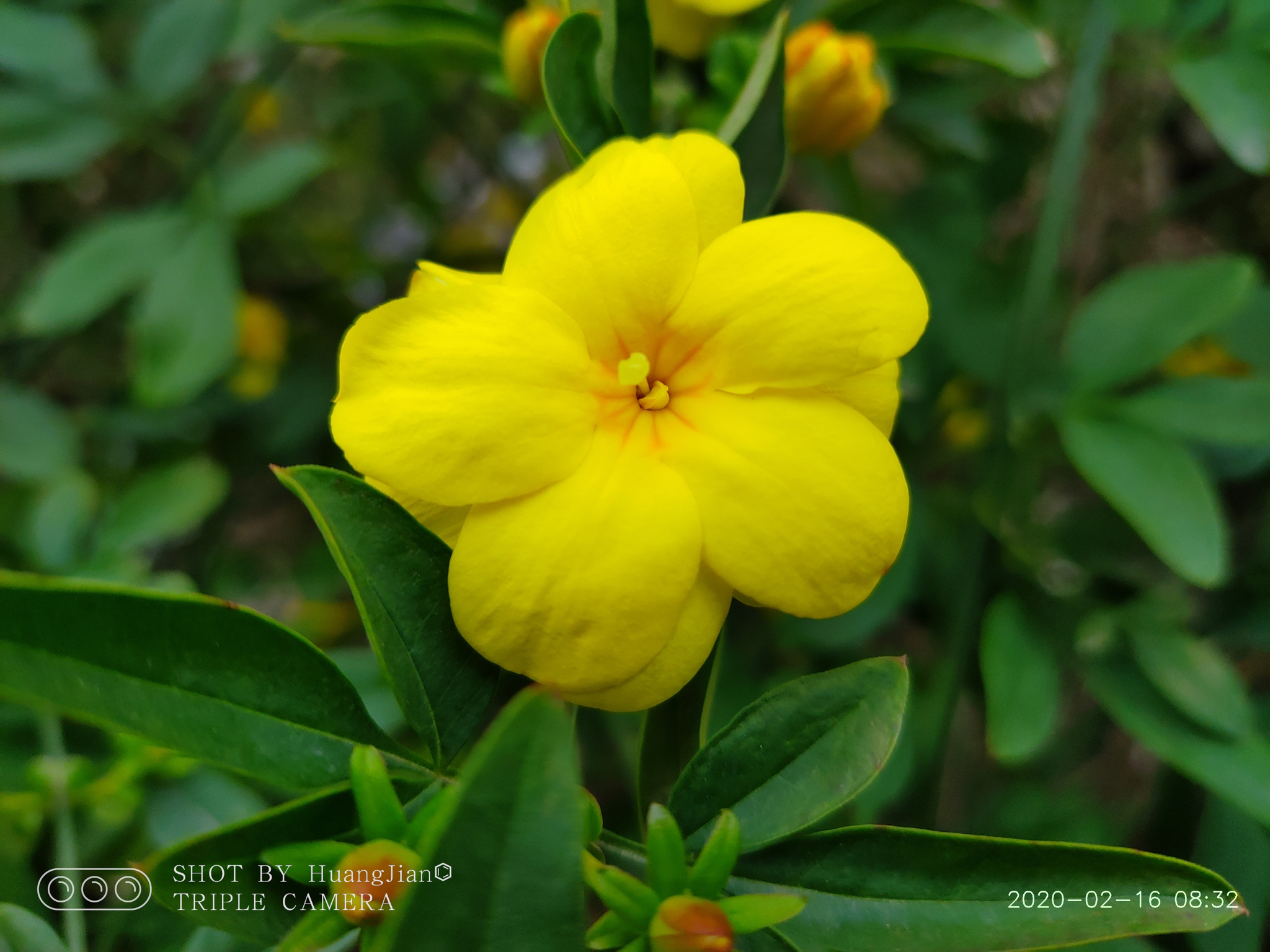 jasmine (Genus Jasminum) · iNaturalist