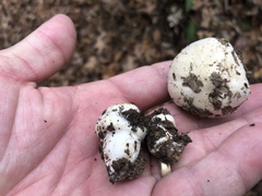 Hygrophorus ponderatus