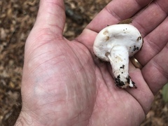 Hygrophorus ponderatus