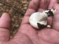 Hygrophorus ponderatus