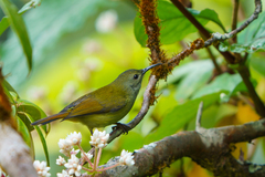 Aethopyga gouldiae
