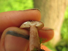 Lactarius quietus incanus