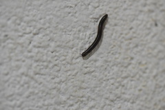 Asiomorpha coarctata