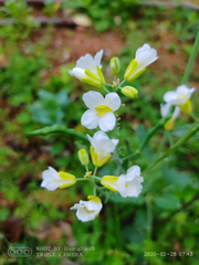 Brassica oleracea