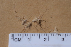Rytidosperma setaceum