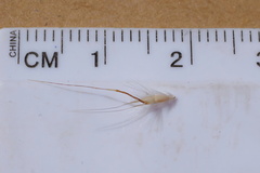 Rytidosperma setaceum