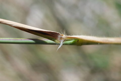 Rytidosperma setaceum