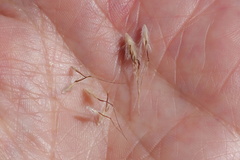 Rytidosperma setaceum