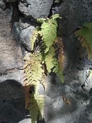 Adiantum concinnum