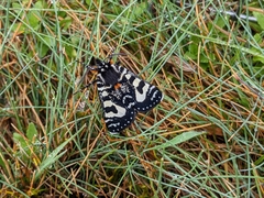 Agaristodes feisthamelii