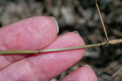 Rytidosperma setaceum