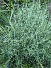 Helichrysum chrysargyrum