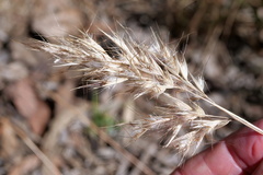 Rytidosperma setaceum