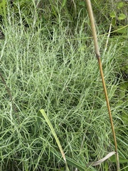 Helichrysum chrysargyrum