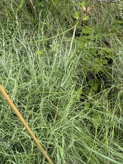 Helichrysum chrysargyrum