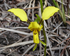 Diuris