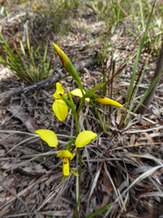 Diuris
