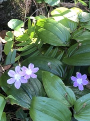 Tripladenia cunninghamii