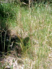 Austrostipa semibarbata