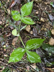 Arisaema ringens