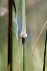 Austrostipa semibarbata