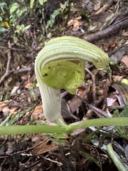 Arisaema ringens