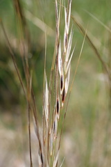 Austrostipa semibarbata