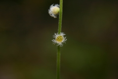 Mitella diphylla