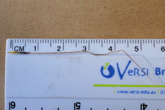 Austrostipa semibarbata