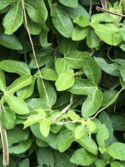 Aristolochia trilobata