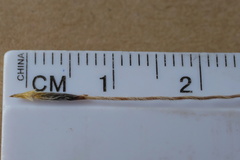 Austrostipa semibarbata