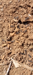 Myrmecia pilosula