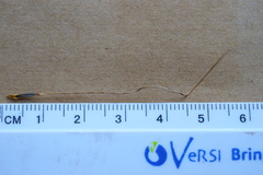 Austrostipa semibarbata