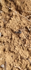 Myrmecia pilosula