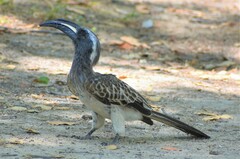 Lophoceros nasutus