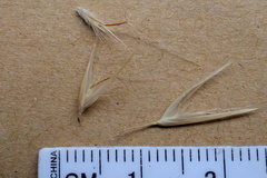 Rytidosperma setaceum