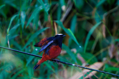 Phoenicurus leucocephalus