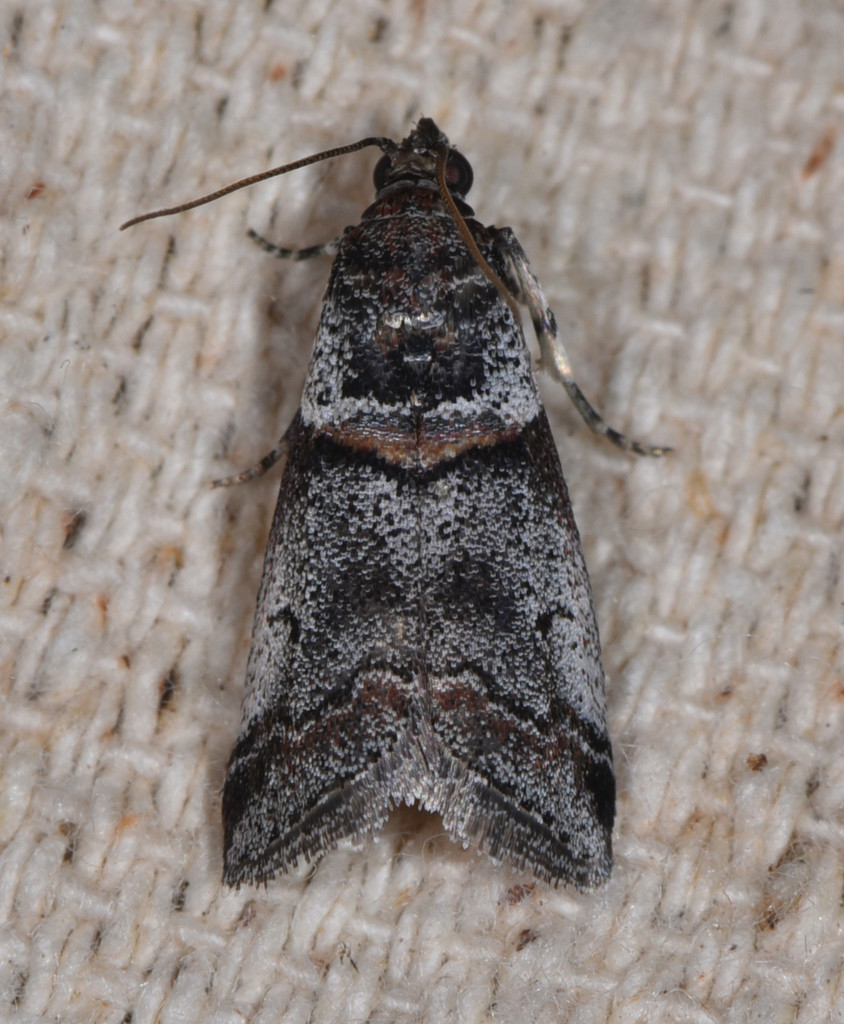 Acrobasis