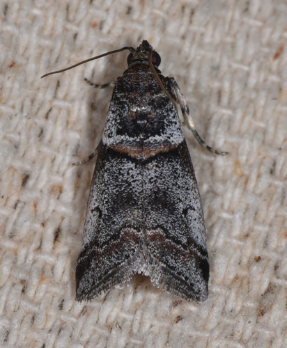 Representative image of Acrobasis