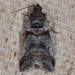 Acrobasis - Photo (c) Don Loarie, μερικά δικαιώματα διατηρούνται (CC BY)
