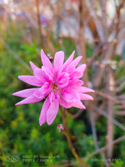 Hesperantha cucullata