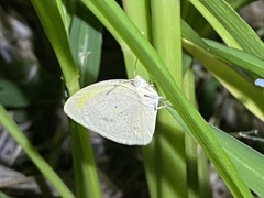 Eurema daira