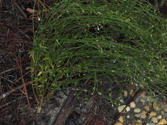 Wahlenbergia marginata