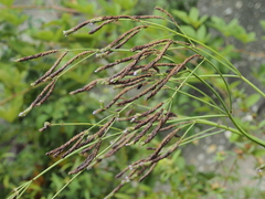 Verbena hastata