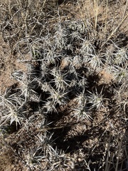 Grusonia clavata