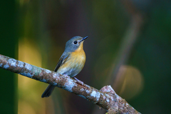 Cyornis whitei