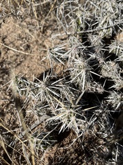 Grusonia clavata