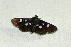 Rhagoba octomaculalis