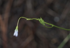 Wahlenbergia marginata