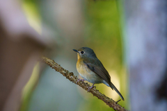 Cyornis whitei